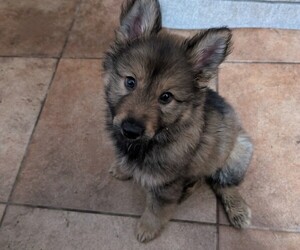 German Shepherd Dog Puppy for sale in LAS VEGAS, NV, USA