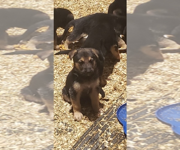 Medium Photo #1 German Shepherd Dog Puppy For Sale in INDEPENDENCE, KS, USA