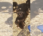 Small German Shepherd Dog