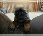 Small #1 Shih Tzu