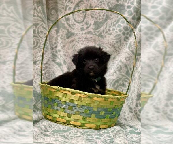 Medium Photo #3 Labrador Retriever-Unknown Mix Puppy For Sale in Duluth, MN, USA