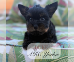 Image preview for Ad Listing. Nickname: Litter of 4