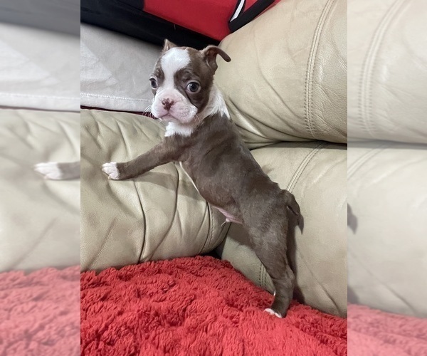 Medium Photo #1 Boston Terrier Puppy For Sale in CHARLOTTESVILLE, VA, USA