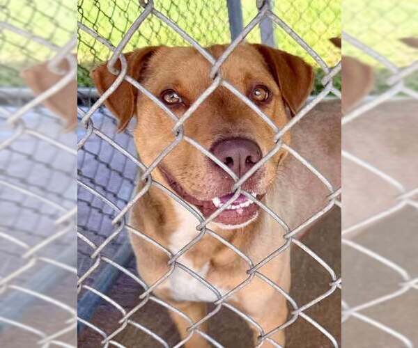 Medium Photo #2 Labrador Retriever-Unknown Mix Puppy For Sale in FRAMINGHAM, MA, USA