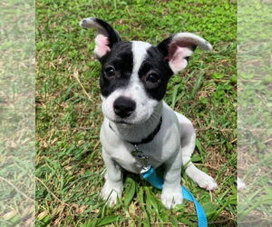 Labrador Retriever-Unknown Mix Dogs for adoption in Virginia Beach, VA, USA