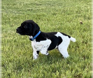 German Shorthaired Pointer Puppy for sale in LEONARD, TX, USA