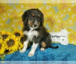 Small Photo #21 Bernedoodle-Poodle (Toy) Mix Puppy For Sale in BLACK FOREST, CO, USA