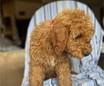 Small #6 Goldendoodle (Miniature)