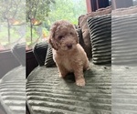 Small #14 Aussiedoodle