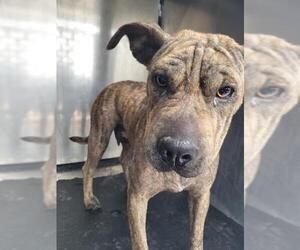 Mutt Dogs for adoption in San Antonio, TX, USA