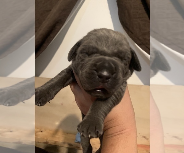 Medium Photo #11 Cane Corso Puppy For Sale in MIAMI, FL, USA