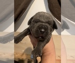 Small Photo #11 Cane Corso Puppy For Sale in MIAMI, FL, USA