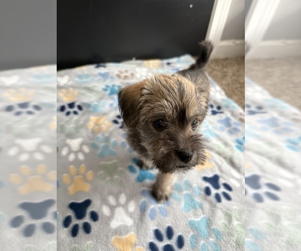 Medium Photo #2 Morkie-Schnauzer (Miniature) Mix Puppy For Sale in MEMPHIS, TN, USA