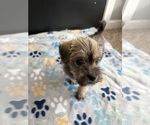 Small #1 Morkie-Schnauzer (Miniature) Mix