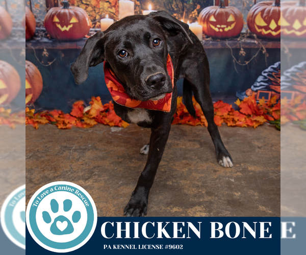 Medium Photo #13 Labrador Retriever-Unknown Mix Puppy For Sale in Kimberton, PA, USA