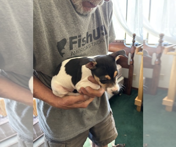 Medium Photo #1 Fox Terrier (Smooth)-Rat Terrier Mix Puppy For Sale in PLACERVILLE, CA, USA