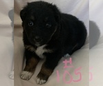 Small Photo #10 Australian Shepherd Puppy For Sale in SUNNYVALE, CA, USA