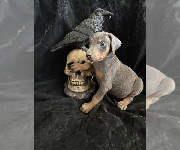 Medium Photo #21 Doberman Pinscher Puppy For Sale in YUCCA VALLEY, CA, USA