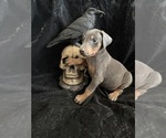 Puppy Puppy 7 Doberman Pinscher