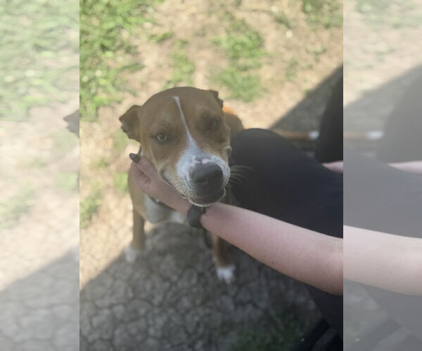 Medium Photo #4 Basenji-Unknown Mix Puppy For Sale in Rowlett, TX, USA