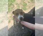 Small #3 Basenji Mix