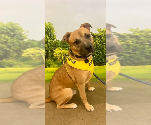 Medium Photo #2 Labrador Retriever-Unknown Mix Puppy For Sale in Munford, TN, USA