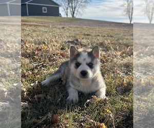 Siberian Husky Puppy for sale in BERESFORD, SD, USA