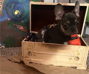French Bulldog Puppy for sale in GERMANTOWN, MD, USA