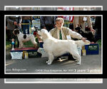 Small Photo #18 English Cream Golden Retriever Puppy For Sale in PRINCETON, WV, USA