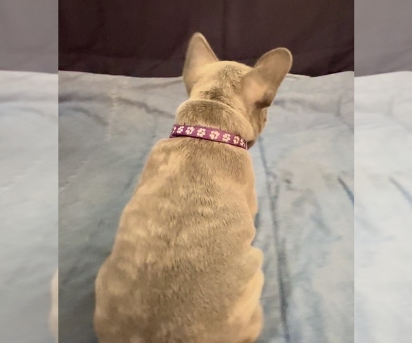 Medium Photo #10 French Bulldog Puppy For Sale in ORANGE, TX, USA