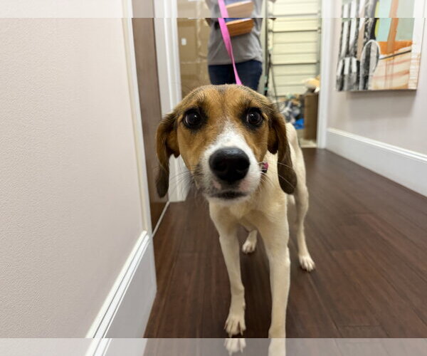 Medium Photo #2 Mutt Puppy For Sale in Holly Springs, NC, USA