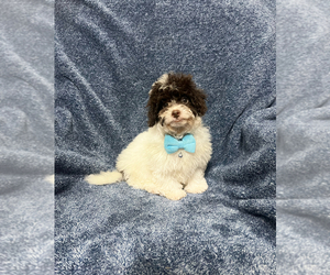 Cavapoo Puppy for sale in JEFFERSONVILLE, IN, USA