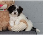 Small Photo #2 Havanese Puppy For Sale in FREDERICKSBG, OH, USA