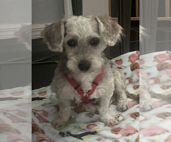Medium Photo #6 Poodle (Miniature)-Unknown Mix Puppy For Sale in Arcadia, FL, USA