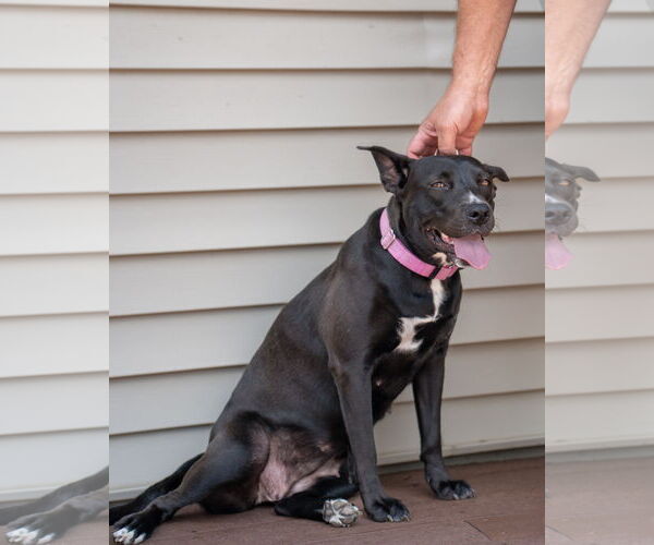 Medium Photo #9 American Pit Bull Terrier-Labrador Retriever Mix Puppy For Sale in Princeton, MN, USA