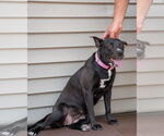 Small #8 American Pit Bull Terrier-Labrador Retriever Mix