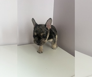 Medium French Bulldog