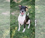 Small Labrador Retriever Mix
