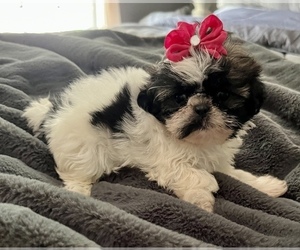Shih Tzu Puppy for sale in MOUNDS, OK, USA