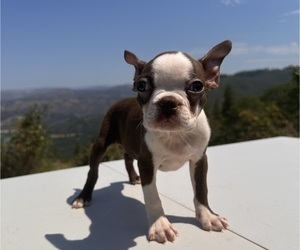 Boston Terrier Puppy for Sale in OROVILLE, California USA