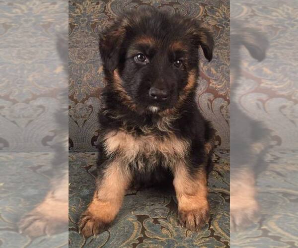 Medium Photo #4 German Shepherd Dog Puppy For Sale in COLETA, IL, USA