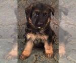 Small Photo #4 German Shepherd Dog Puppy For Sale in COLETA, IL, USA