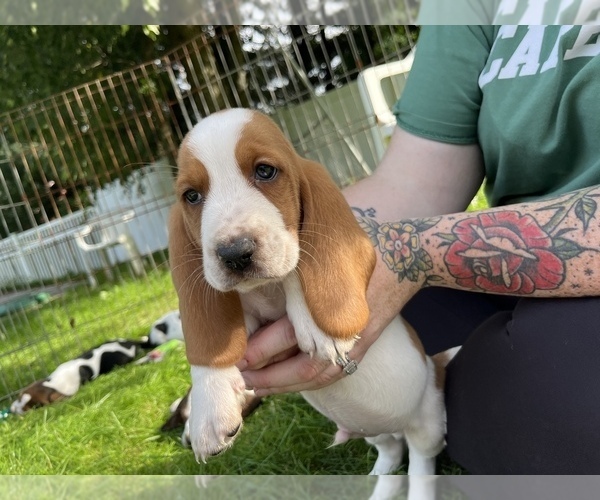 Medium Photo #3 Basset Hound Puppy For Sale in TOLLAND, CT, USA