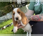 Small Photo #3 Basset Hound Puppy For Sale in TOLLAND, CT, USA