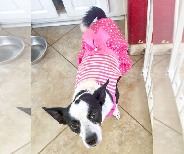 Medium Photo #4 Rat Terrier-Unknown Mix Puppy For Sale in Corona, CA, USA