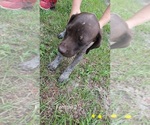 Small Photo #8 German Shorthaired Pointer Puppy For Sale in FORT WHITE, FL, USA