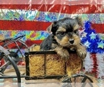 Small #2 Yorkshire Terrier