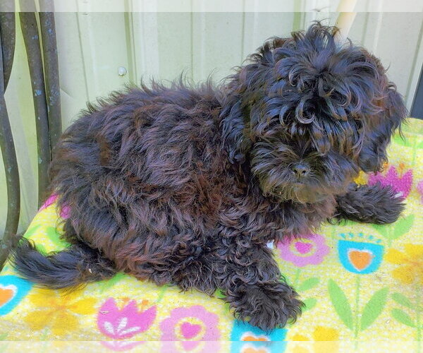Medium Photo #2 ShihPoo Puppy For Sale in Mountain View, MO, USA