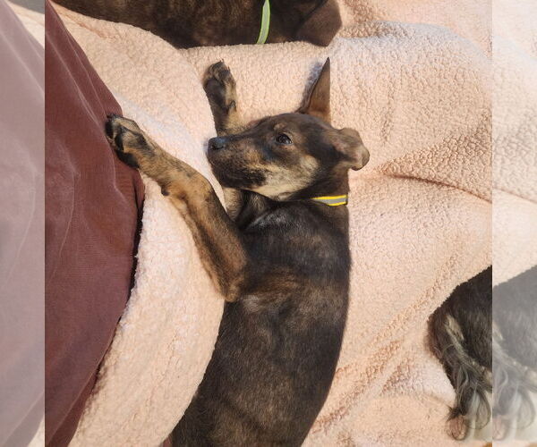 Medium Photo #2 Mutt Puppy For Sale in Fargo, ND, USA