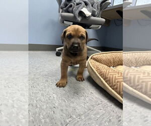Doberman Pinscher Dogs for adoption in Evansville, IN, USA
